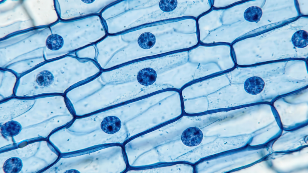 effects of pollution on the skin